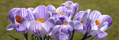 crocus-2139773__340.jpg