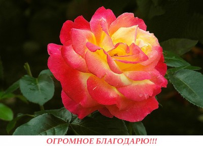 rose-4421254_960_720.jpg