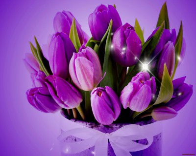 purple-tulips-1280x1024.jpg