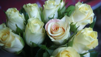 10055Holidays___International_Womens_Day_Beautiful_white_roses_for_women_056318_.jpg