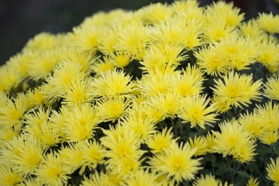 flower-3807325_960_720.jpg