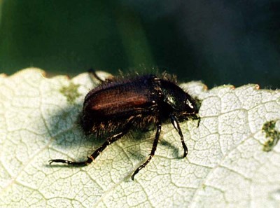 Phyllopertha_horticola.jpg