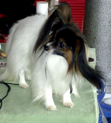 Spaniel_kontynentalny_miniaturowy_Papillon.jpg