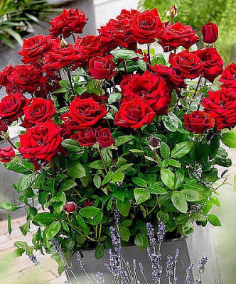 getImage (39).jpg