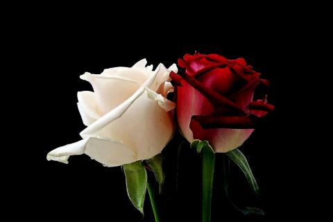 roses-roses-red-rose-1509147-480x320.jpg
