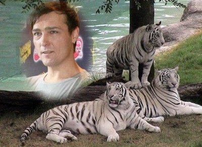 biała tygrysy z YS.jpg