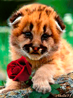 Роза - аним 11.gif